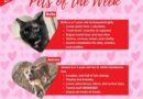 Baltimore Humane Society-Pets of the Week: Looking for Their Valentine!