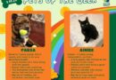 Baltimore Humane Society-Pets of the week