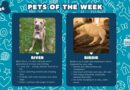Baltimore Humane Society-Pets of the Week