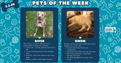 Baltimore Humane Society-Pets of the Week Baltimore Humane Society-Pets of the Week