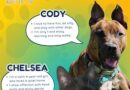 Baltimore Humane Society-Pets of the Week