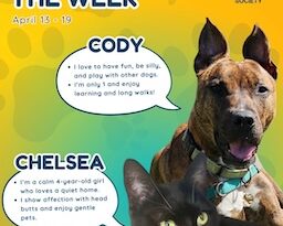 Baltimore Humane Society-Pets of the Week