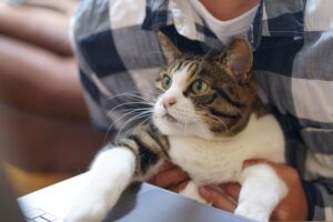 cat, working at home, working from home: Image by makieni777 from Pixabay