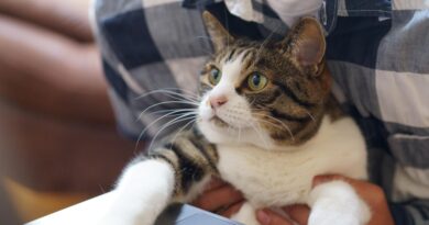 cat, working at home, working from home: Image by makieni777 from Pixabay