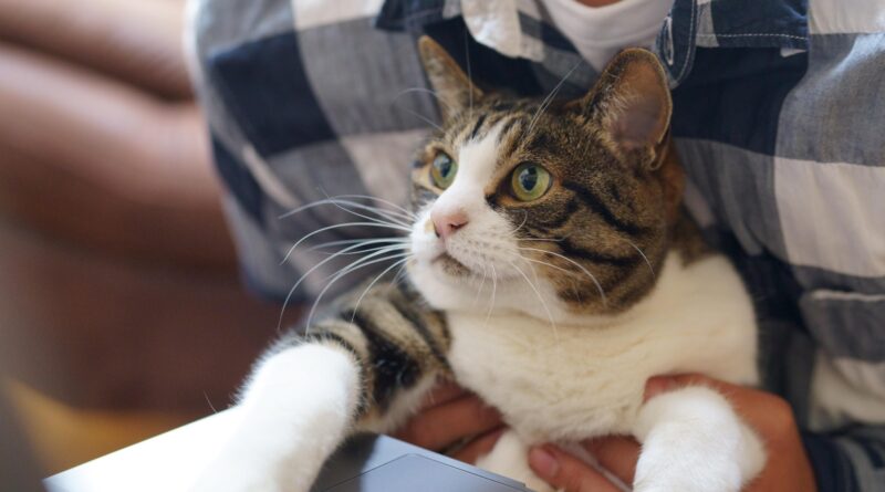 cat, working at home, working from home: Image by makieni777 from Pixabay