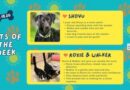 Baltimore Humane Society-Adorable Pets of the Week