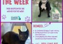 Pets of the Week! Romeo & Key Lime Pie!