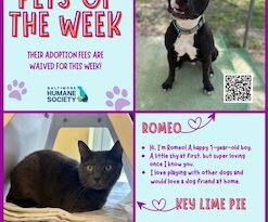 Pets of the Week! Romeo & Key Lime Pie!