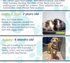 Baltimore Humane Society-Pets of the week