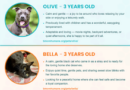 Baltimore Humane Society-Pets of the week Baltimore Humane Society-Pets of the week