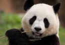 China, panda: Image by Maryse Rebaudo from Pixabay