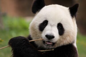China, panda: Image by Maryse Rebaudo from Pixabay