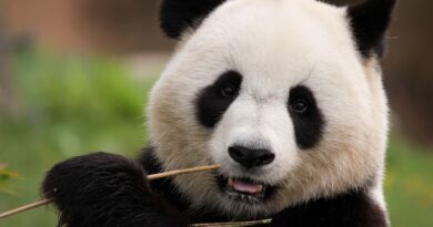 China, panda: Image by Maryse Rebaudo from Pixabay