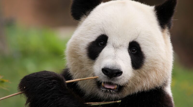 China, panda: Image by Maryse Rebaudo from Pixabay