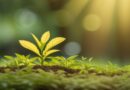 Growth, growing, spiritual maturity: Image by eko pramono from Pixabay
