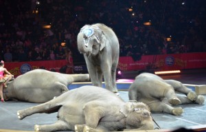Five elephants stole the show. 