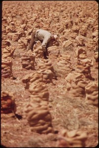 A farm worker ties bags of onions. (National Archives)