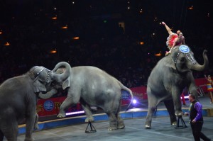 Dancing elephants perform at the circus.