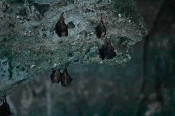 Next Exit Travel Bahamas Bat Cave credit Davida G. Breier