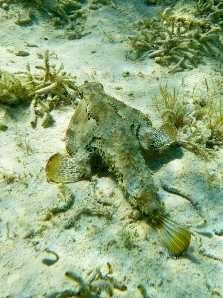 Batfish Bahamas' masters of camouflage Baltimore Post