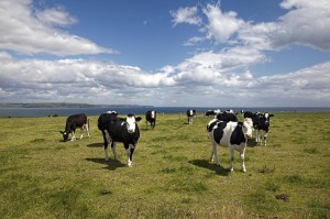 Contented Irish cows. (Christopher P. Michel)