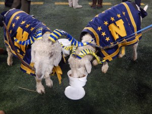 Navy's goats were fed well throughout "Amerrica's Game." (Jon Gallo)