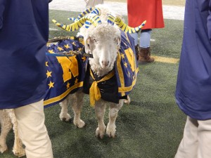 Navy's goats had to be pleased with the Midshipmen's performance on Saturday. (Jon Gallo)