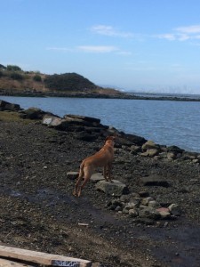 The dog hanging out at the Albany Bulb across the bay from San Francisco. (Photo by Sarah Abruzzese)