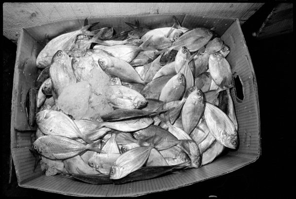 Wholesale Fish Market - 1983 (Jim Burger) From the Creative Alliance ehibition: “A Charmed Life – The Jim Burger Photography Retrospective.”