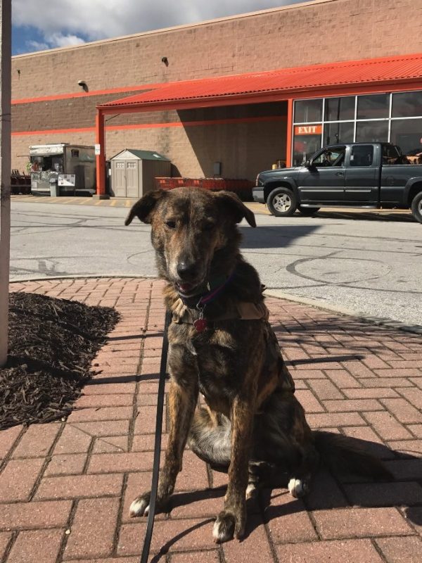 A K-9 Courage shelter being trained in Baltimore.dog