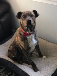 Louie is A K-9 Courage shelter being trained in Baltimore.