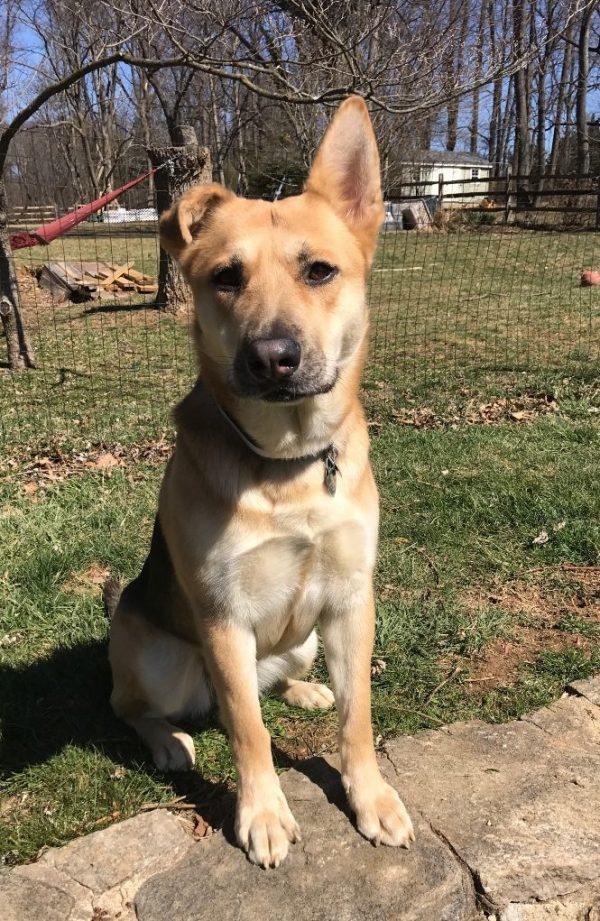 Zoe is a K-9 Courage shelter being trained in Baltimore.